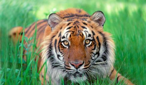 A tiger in the long grass