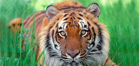 A tiger in the long grass