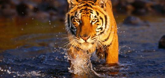Spot the elusive tiger