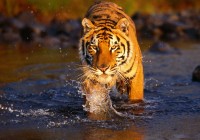 Spot the elusive tiger