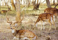 India has a number of amazing National Parks
