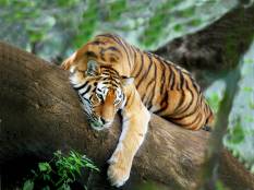 Spot the tiger!