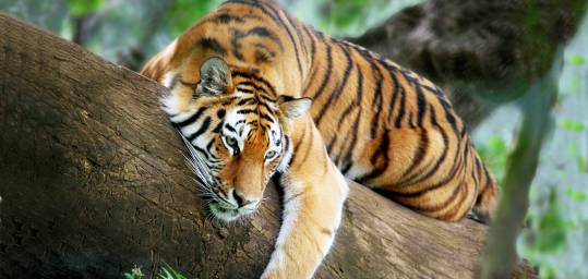 Spot the tiger!