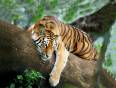 Spot the tiger!
