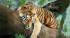 Spot the tiger!
