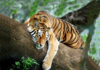 Spot the tiger!