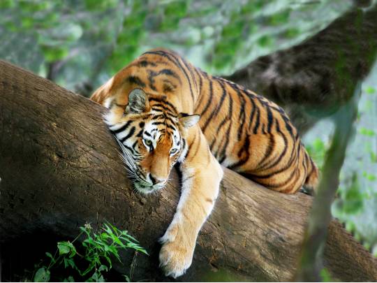 Tiger Trail - 9 Days