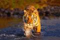 A tiger wading through the water in Ranthambhore National Park, India