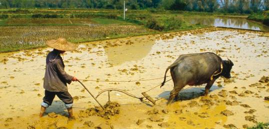 A farmer tending to his crops in Guilin