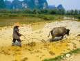 A farmer tending to his crops in Guilin