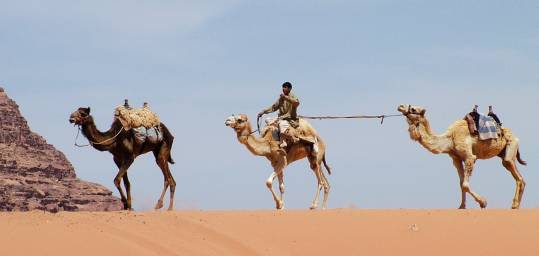 A caravan of camels and Bedouin riders cross the desert sands in Wadi Rum