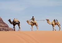 A caravan of camels and Bedouin riders cross the desert sands in Wadi Rum