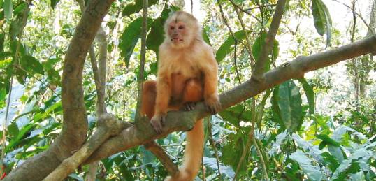 A monkey sitting in a tree, in the Amazon rain forest