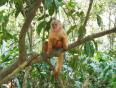 Monkeys are one of the many types of amazing wildlife possible to be see in the Amazon on our Ecuado
