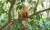 Monkeys are one of the many types of amazing wildlife possible to be see in the Amazon on our Ecuado