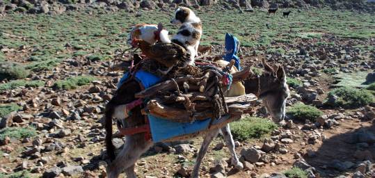 A Berber's donkey in the Atlas Mountains carrying supplies a dog and a chicken