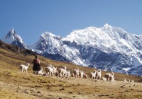 A Peruvian lady with a herd of Lamas trekking in the Andes