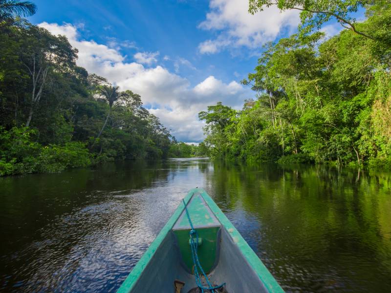 A Guide to Visiting the  Rainforest, On The Go Tours