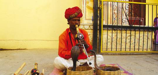 An Indian snake charmer and his snakes