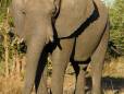 Eelephant in Victoria Falls National Park