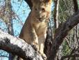 Tree lion in Victoria Falls