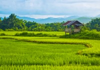 A rice paddy of Vang Vieng