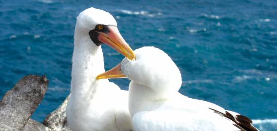 Masked boobies in the stunning Galapagos Islands - a beautiful bolt when taking an Ecuador Tour