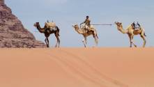 Camels on the horizon at Wadi Rum
