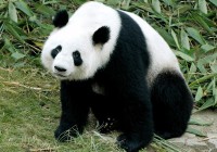 A Giant Panda in China