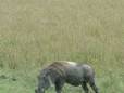 Warthog at Lake Elementeita