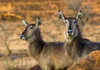 Pair of female waterbuck spotted on an African Safari