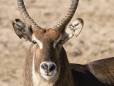 Waterbuck at Lake Elementeita
