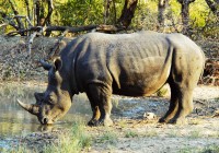 A rhino takes a drink in the Ngorongoro crater - the rhino is one of the Big Five