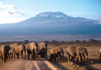 Rising like Olympus...Kilimanjaro looms over elephants on one of our African Safaris