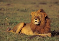 A proud lion surveys his surroundings. Spot one of these on our African Safaris