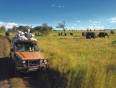 People on safari in the Serengeti with a herd of elephants