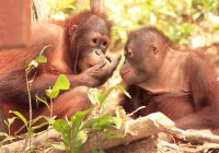 A pair of Orangutans relax in Borneo - come and see them on a Borneo Tour