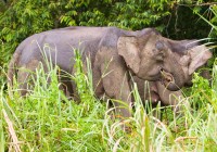 Borneo's pygmy elephant - the smaller version of their giant cousins. Borneo has an eclectic mix of 