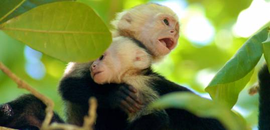 A cute pair of Capucinus monkeys in a tree in Costa Rica - come and meet them on a Costa Rica Tour.