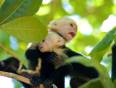 A cute pair of Capucinus monkeys in a tree in Costa Rica - come and meet them on a Costa Rica Tour.