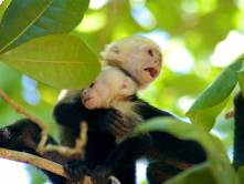 A cute pair of Capucinus monkeys in a tree in Costa Rica - come and meet them on a Costa Rica Tour.