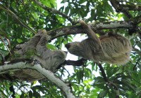 Two sloths just hang out in Manuel Antonio National Park in beautiful Costa Rica