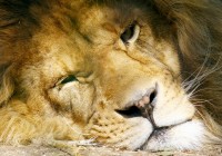 The lion sleeps tonight on Safari in Africa