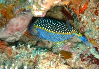 The colourful Boxfish found whilst diving in the beautiful waters of Mozambique