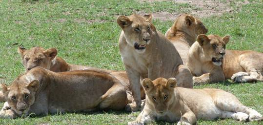 A pride of lions