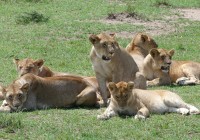 A pride of lions relaxing. A favourite sight on our African Safaris