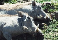 Sleeping warthogs on an African Safari