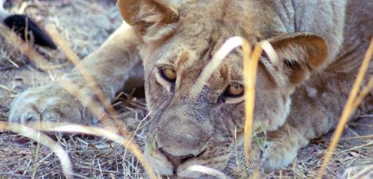 Close up of a lioness