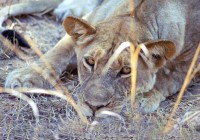 Close up of a lioness