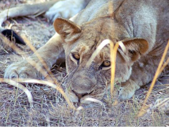 Wildlife Express - 22 Days